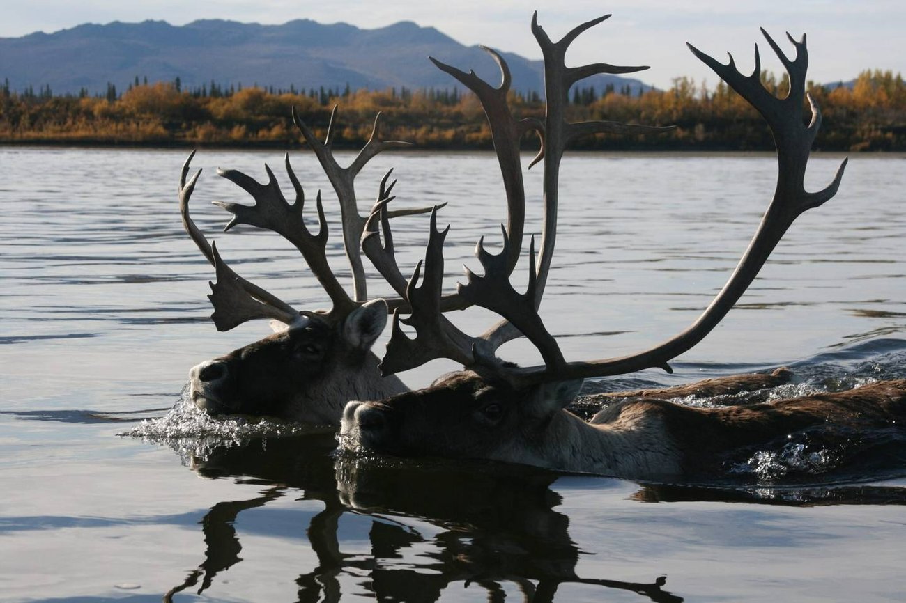 Western Arctic Caribou Herd.jpg