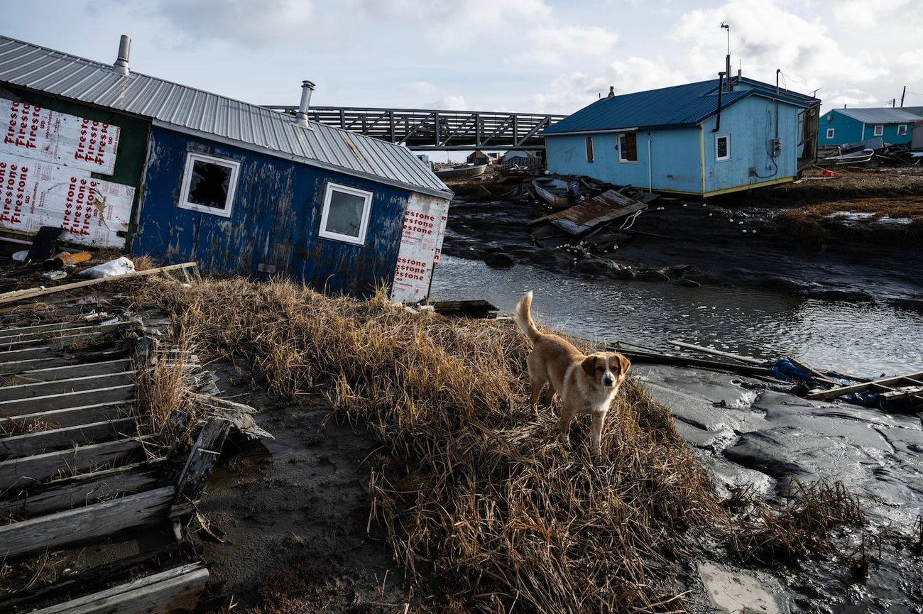 loose dog damaged homes Kipnuk days after Typhoon Halong.jpg