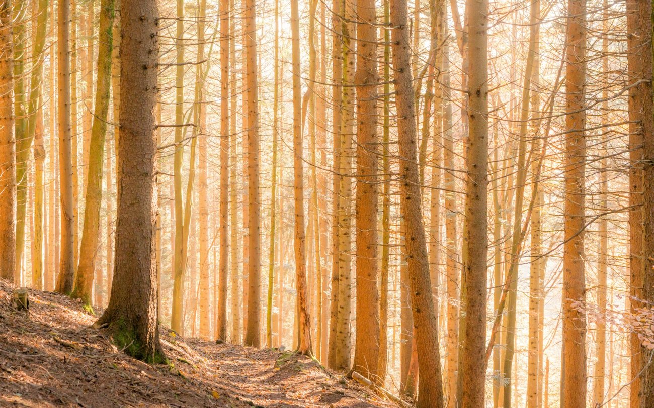 Trees without leaves or needles stand in a brightly-lit forest