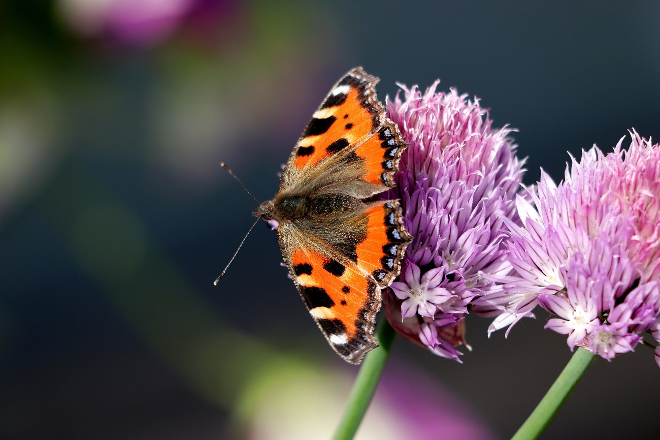 Foto eines Admirals auf einer Schnittlauchblüte, daneben eine weitere Schnittlauchblüte