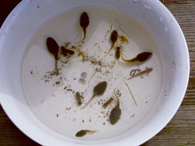 Foto von Kaulquappen, Molchen und Wasserkäfern in einer mit Wasser gefüllten weißen Schüssel