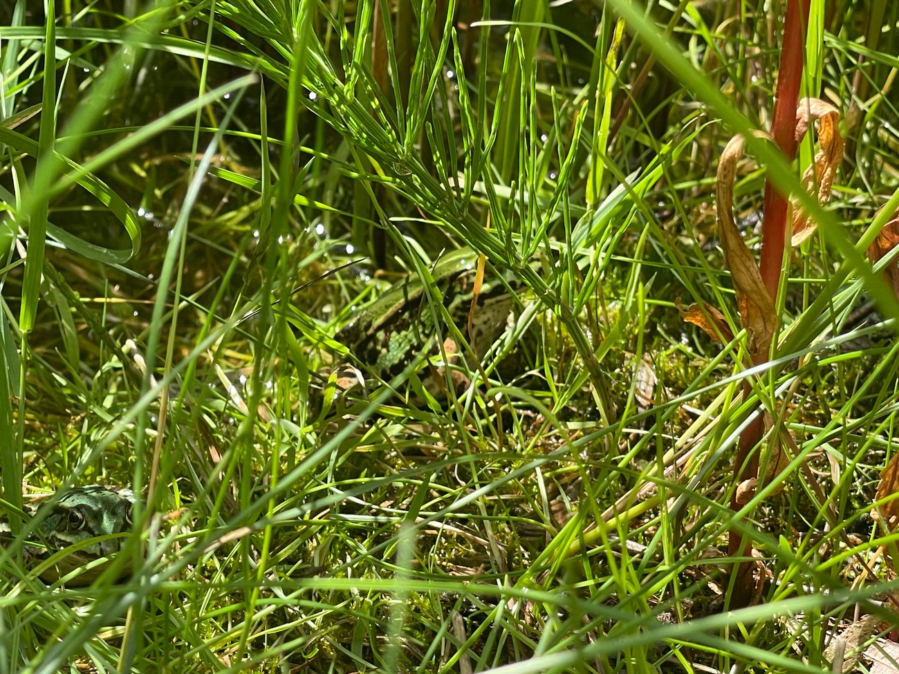 Foto von im Gras sitzenden Fröschen am Teichrand.