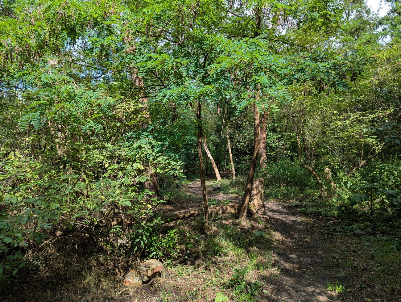Foto mit Blick auf einen besonnten Waldweg mit schattigen Bereichen