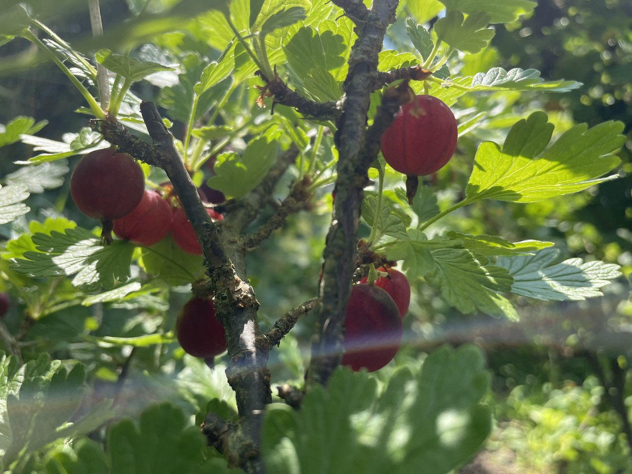 Foto von 7 roten Stachelbeeren an Zweigen zwischen grünen Blättern, unten im Foto gibt es eine Lichtspiegelung durch die Kameralinse