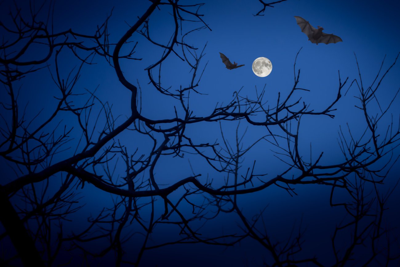 VWF: Bats at night. Photo source: Pixabay VWF: Bats at night. Photo source: Pixabay
