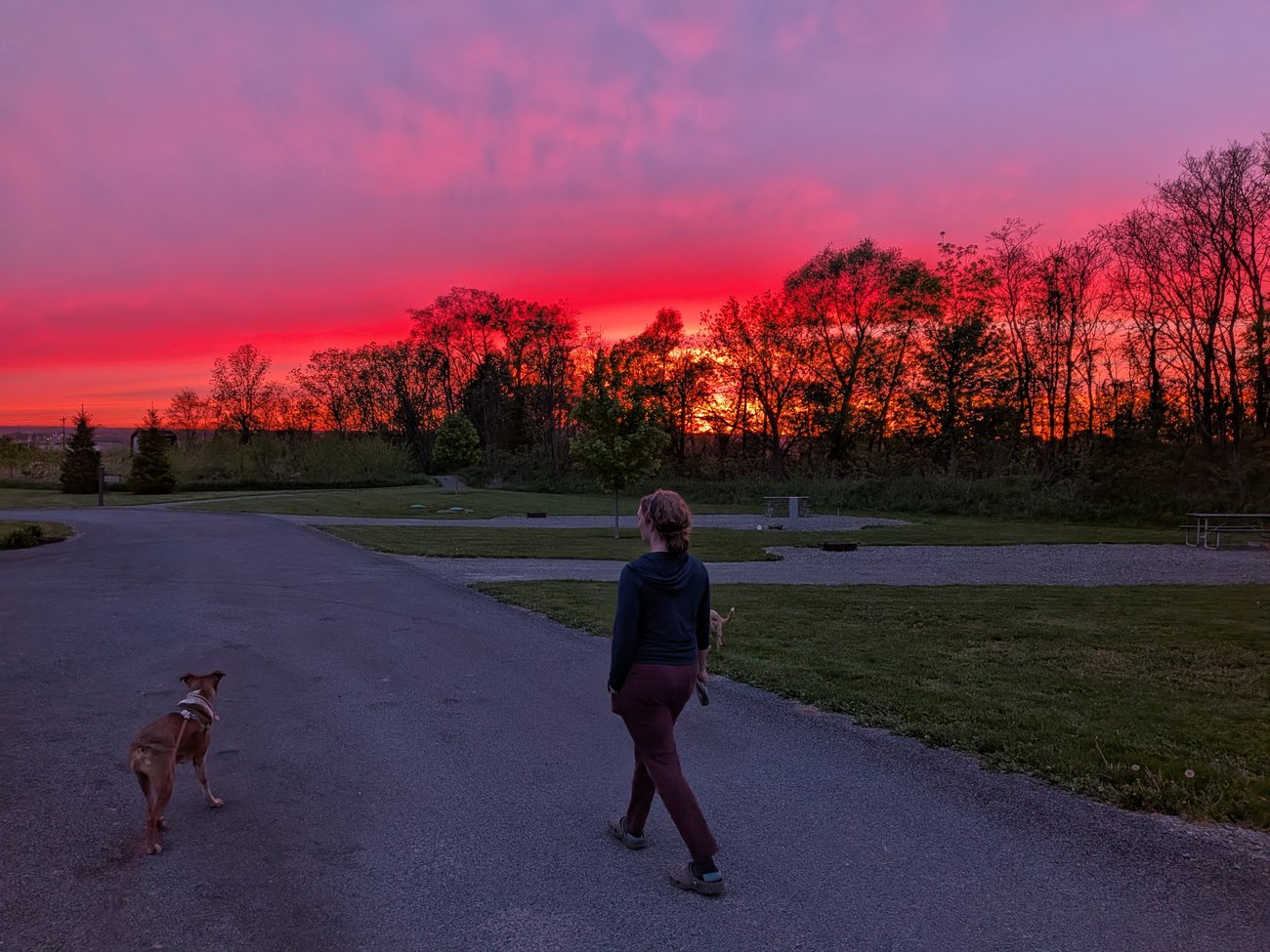 Abby walking a dog along a campground road at sunset, with silhouetted trees and a vivid pink-orange sky stretching across the horizon.