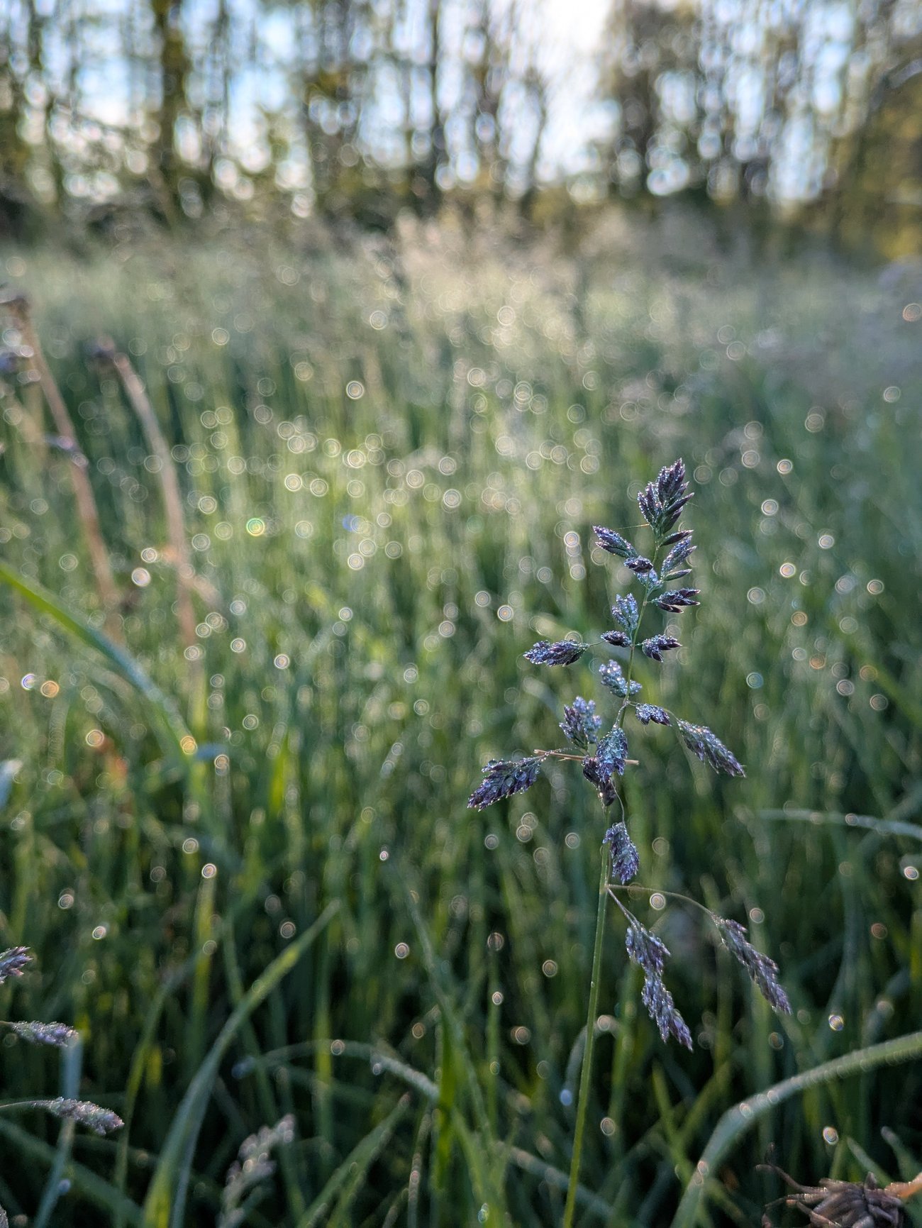 Close-up of a dew-covered grass seed head in a meadow, with morning light and soft-focus greenery in the background.