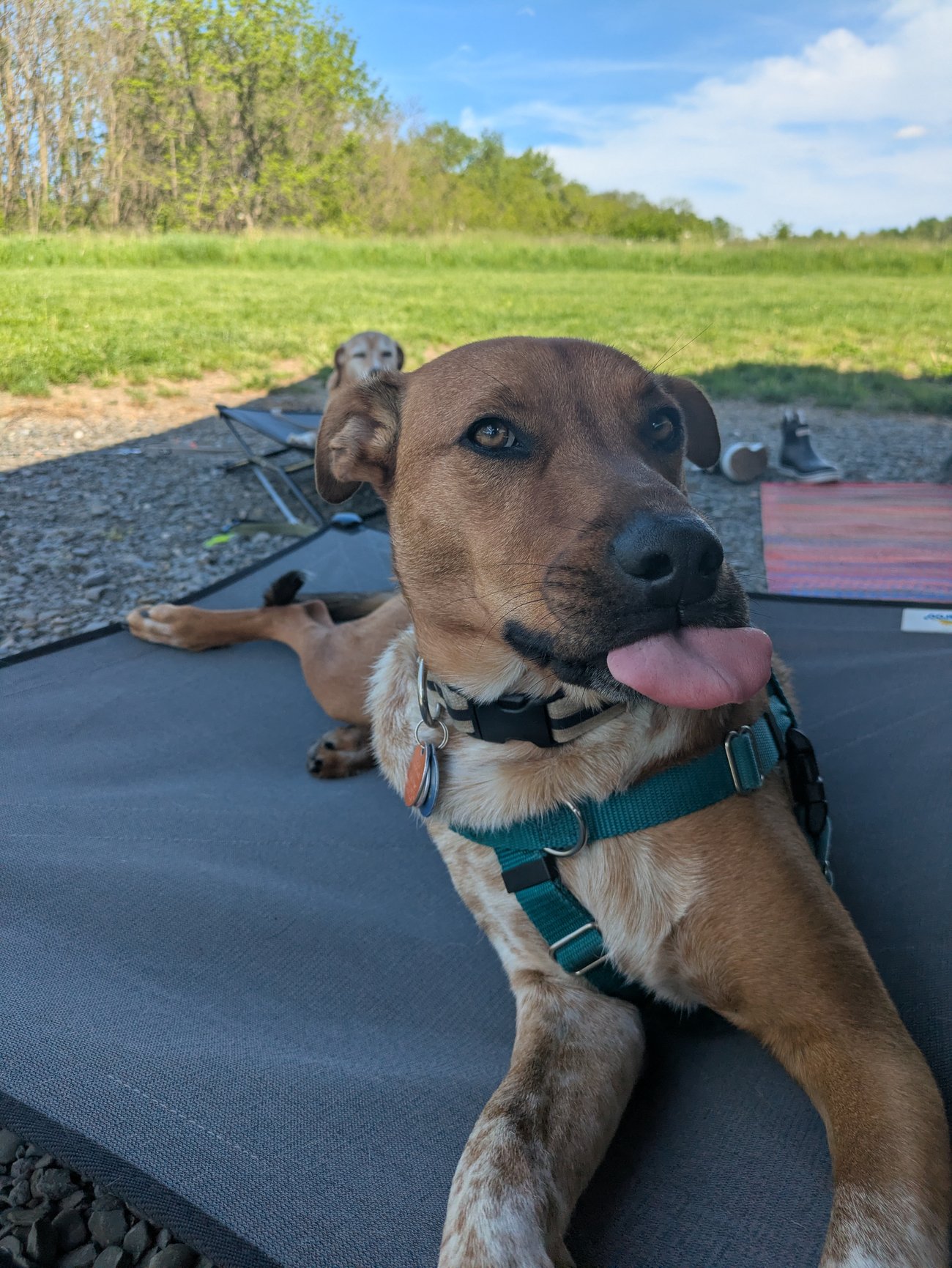 Dog lounging on an outdoor mat at a campsite with its tongue sticking out, enjoying a sunny afternoon.