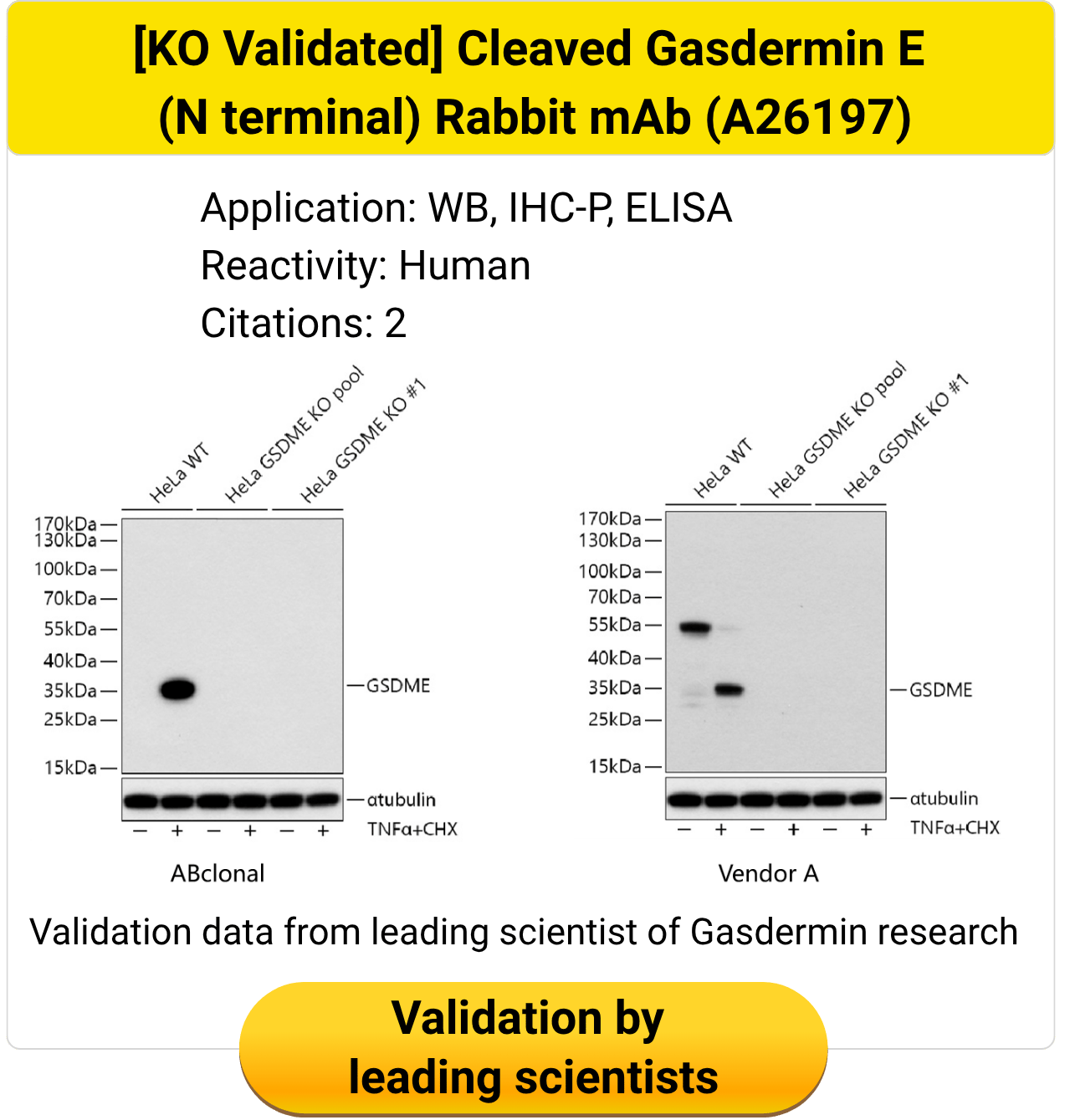 Knockout validated cleaved Gasdermin E N-terminal Rabbit monoclonal antibody A26197