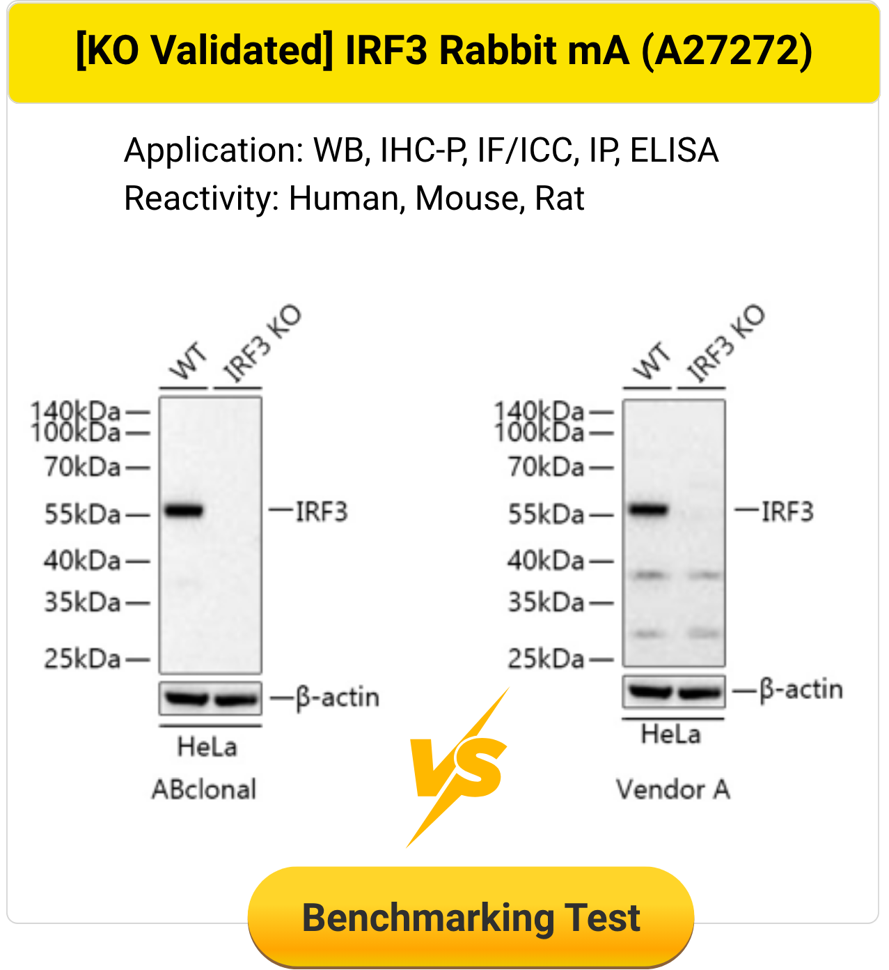Knockout validated IRF3 Rabbit monoclonal antibody A27272