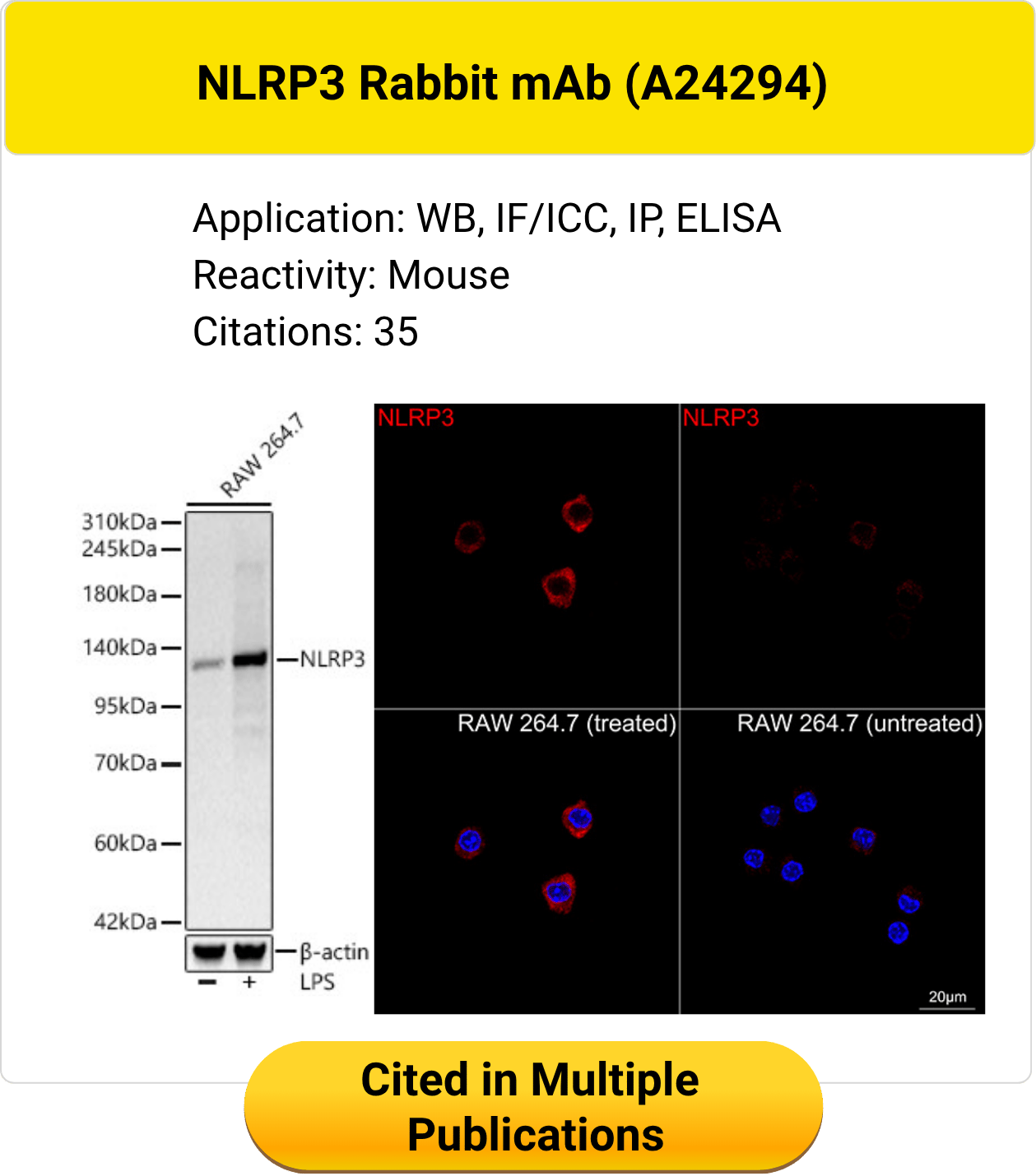 NLRP3 Rabbit monoclonal antibody A24294