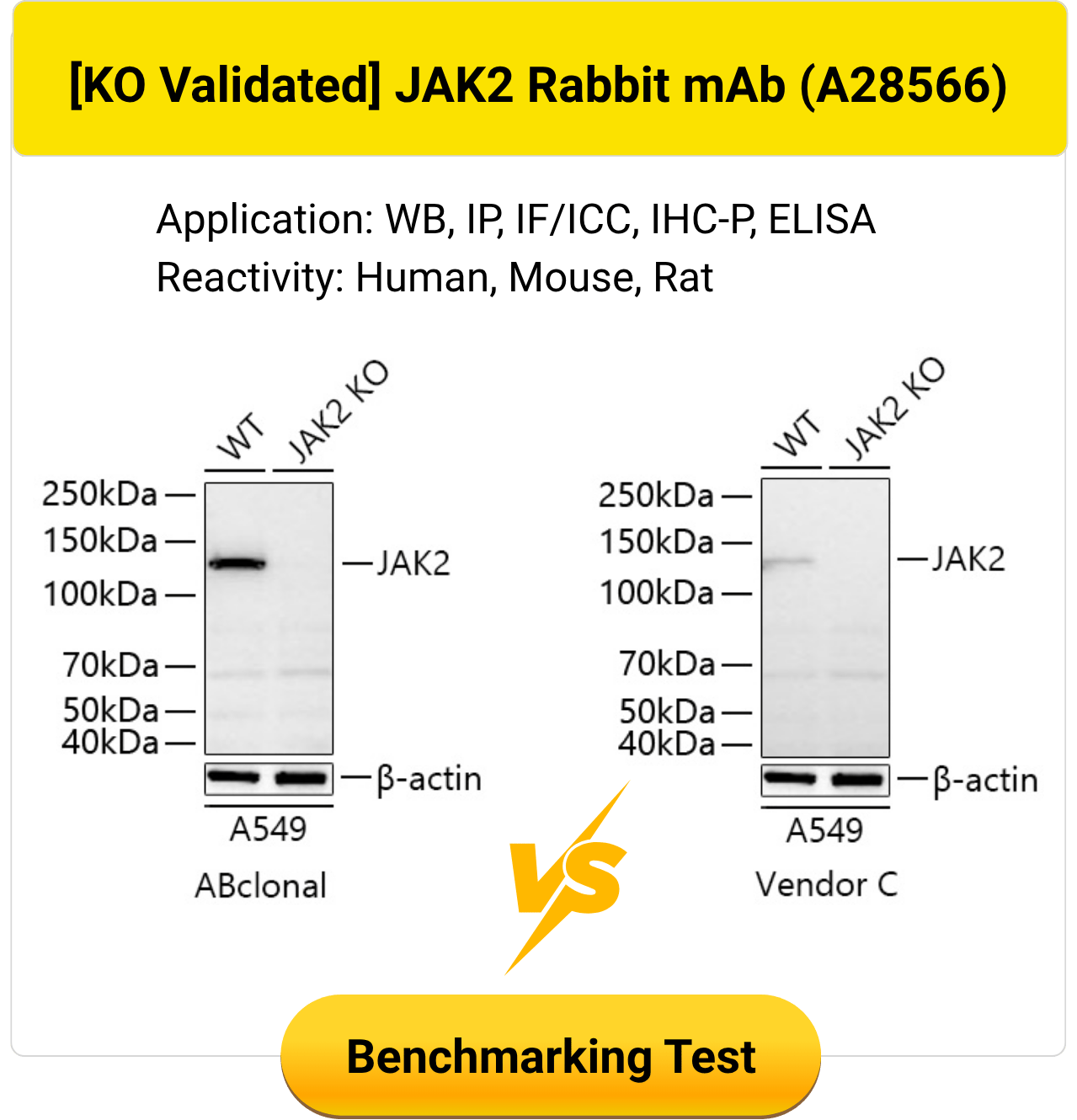 Knockout validated JAK2 Rabbit monoclonal antibody A28566