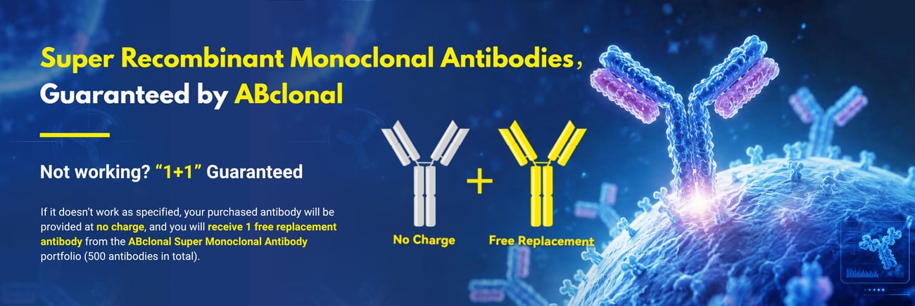 ABclonal validated monoclonal antibodies for innate immunity research