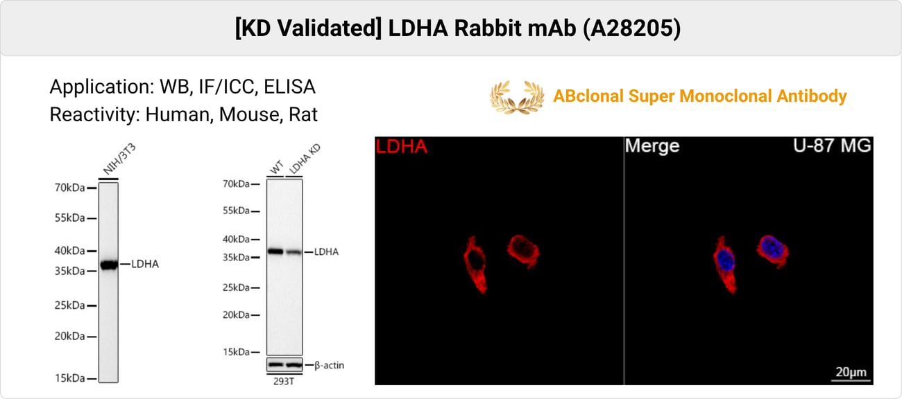 PKM2 and glycolysis research antibody data