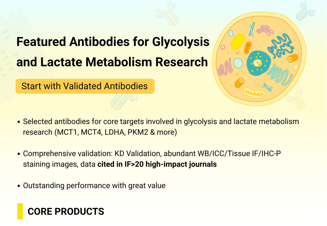 Glycolysis and lactate metabolism research