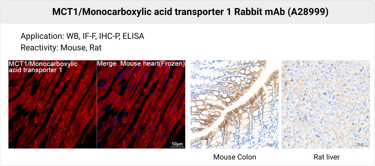 LDHA lactate metabolism antibody research