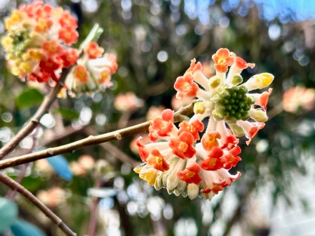 Enjoy Year-Round Beauty From 4 Season Foliage and Spring to Fall Flowers