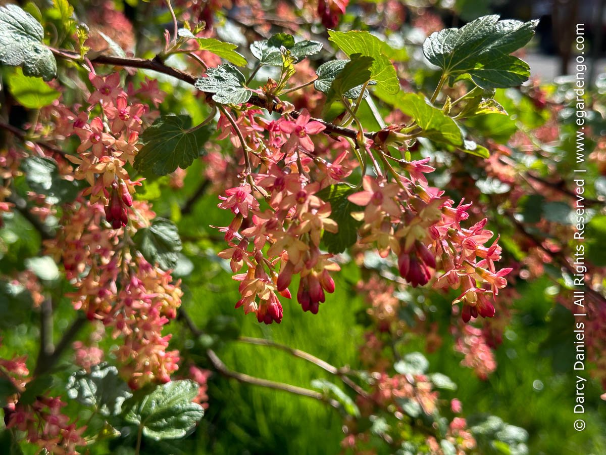 Plant Combo for Sun with Fab Foliage and Summer Flowers
