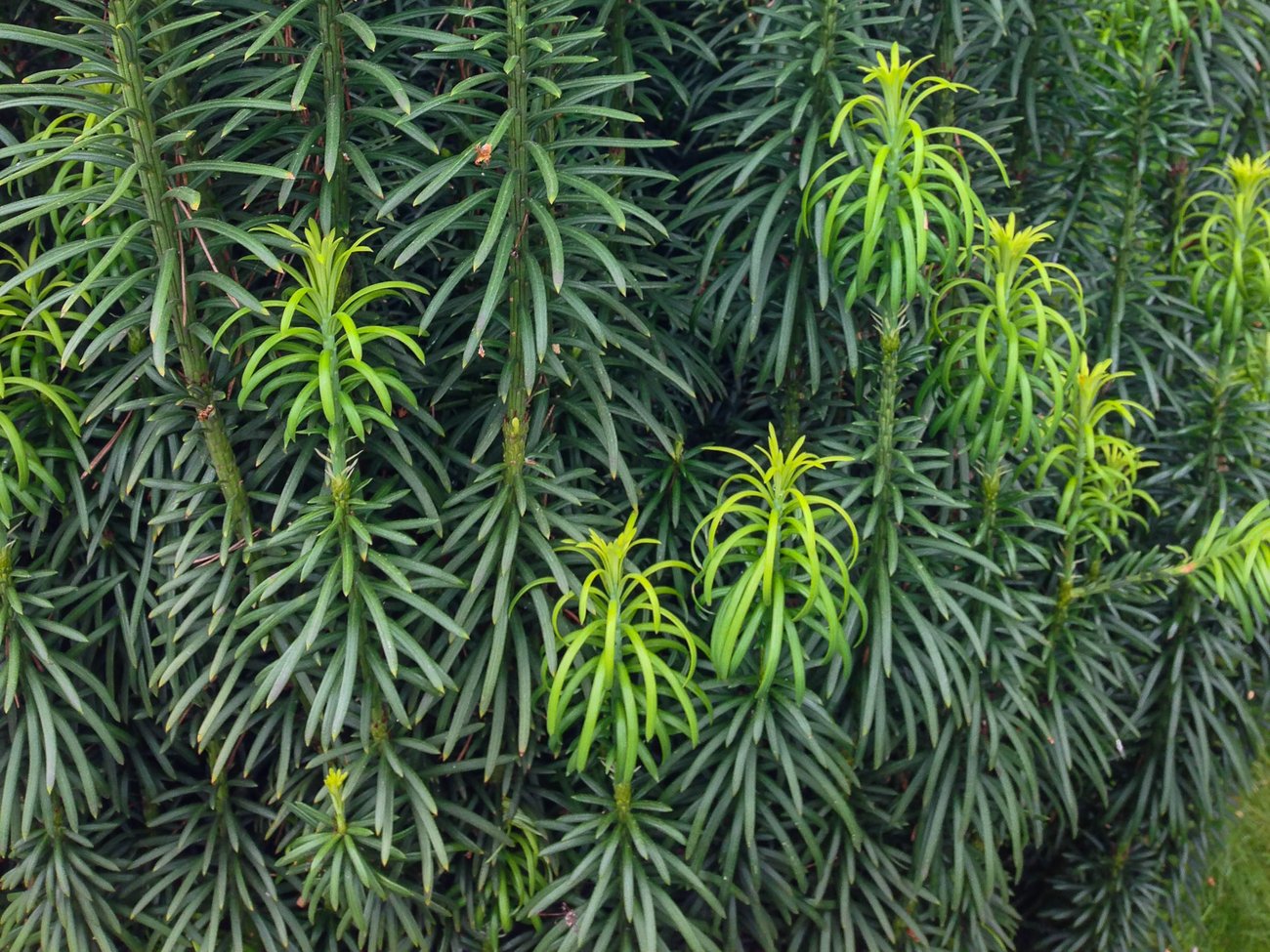 Enjoy Year-Round Beauty From 4 Season Foliage and Spring to Fall Flowers