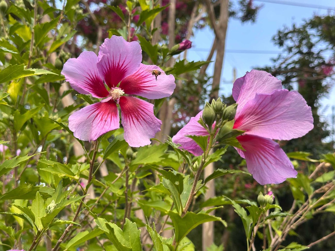 Plant Combo for Sun with Fab Foliage and Summer Flowers