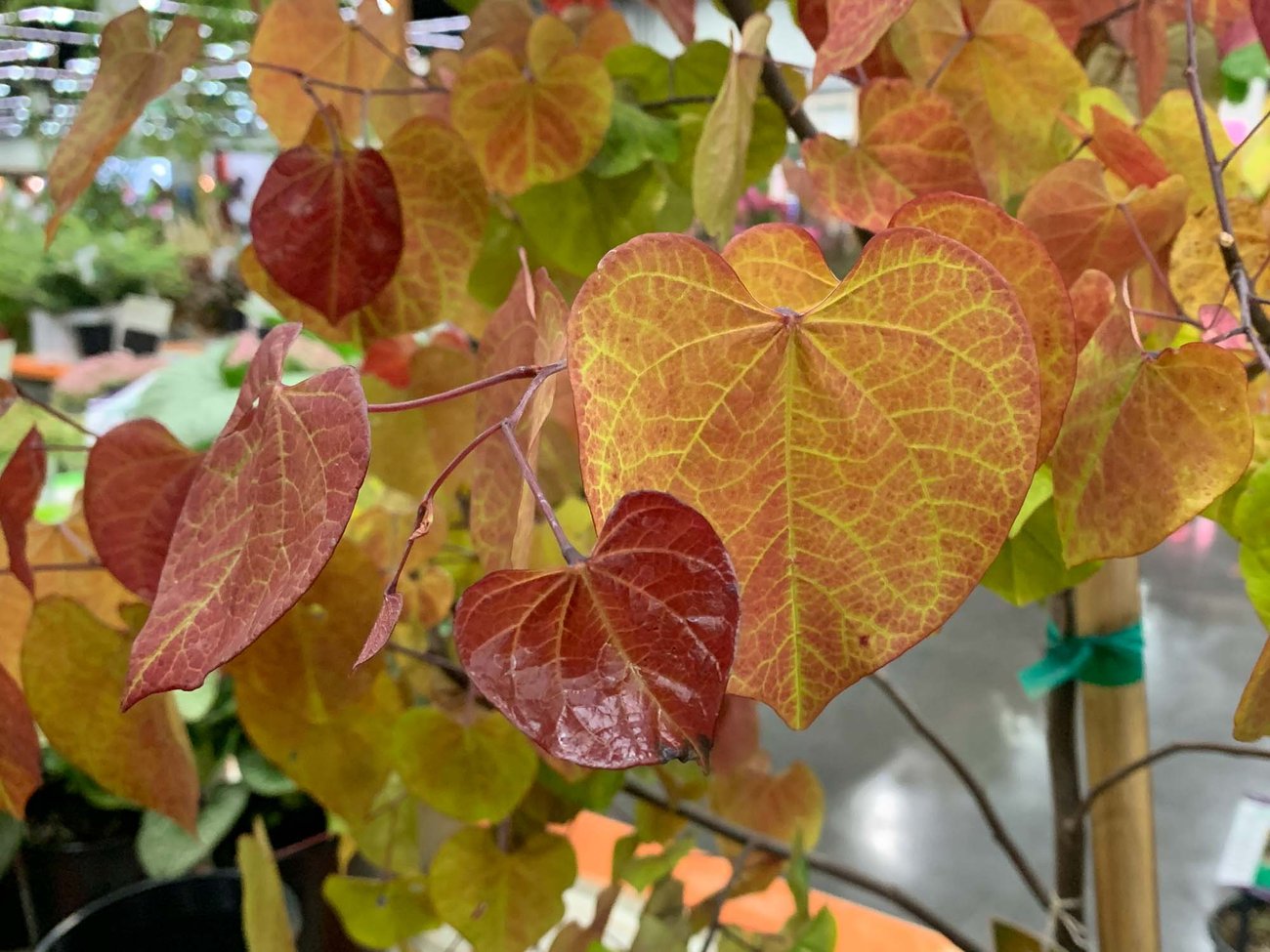 Enjoy Year-Round Beauty From 4 Season Foliage and Spring to Fall Flowers