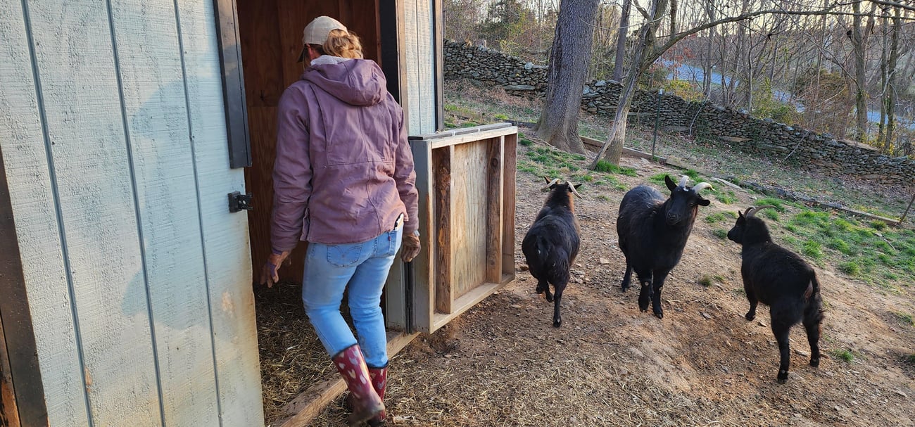 A woman walks into an animal pen as black goats watch