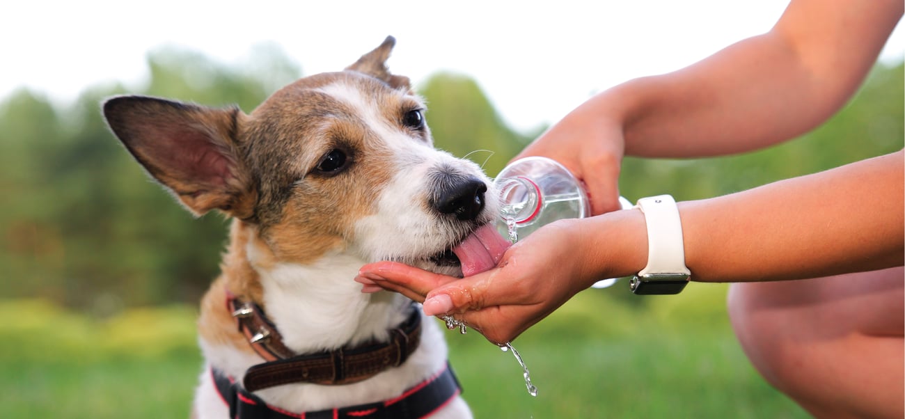 Dog drinking water from a hand Dog drinking water from a hand