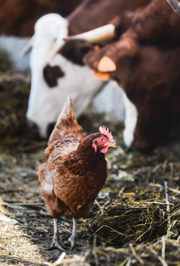 chicken in foreground with battle out of focus in background behind