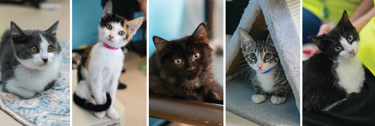 collage of five multi-colored kittens collage of five multi-colored kittens