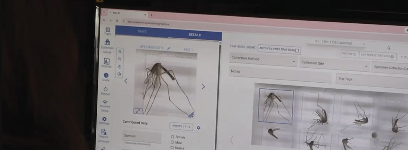 computer screen window with mosquito photo selected and description computer screen window with mosquito photo selected and description