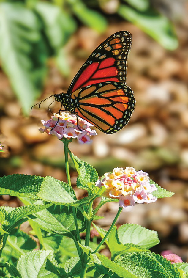orange monarch butterfly standing on pink and yellow flower