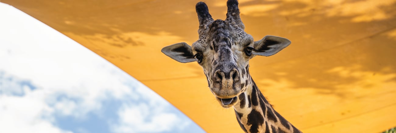 giraffe under sun shade giraffe under sun shade