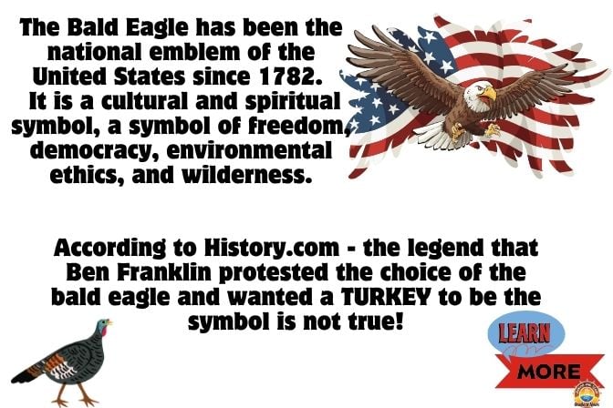 Learn how the bald eagle became America's national bird