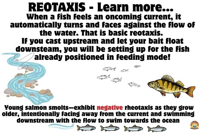 Rheotaxis Definition noun A form of taxis characterized by the directional movement of an organism in response to a current of water or air
