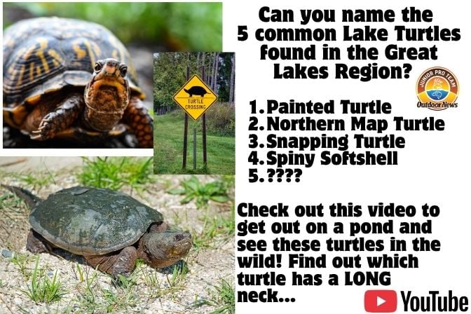 Painted Turtle Northern Map Turtle Snapping Turtle Spiny Softshell Stink Pot Video tips on how to identify each of these unique and beautiful turtles. 