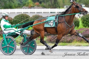 harness racing