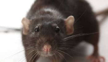 cute mouse