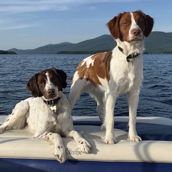 two dogs on a boat two dogs on a boat