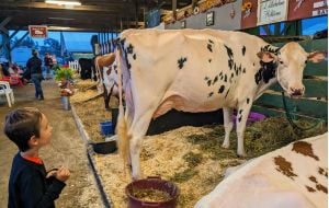 kid looks at cow at fair