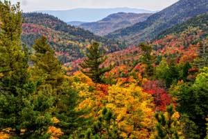 fall foliage in trees