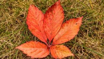 autumn leaf on the ground