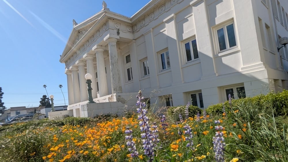 Mini-Nature-Reserve-native-flowers-carnegie-art-museum
