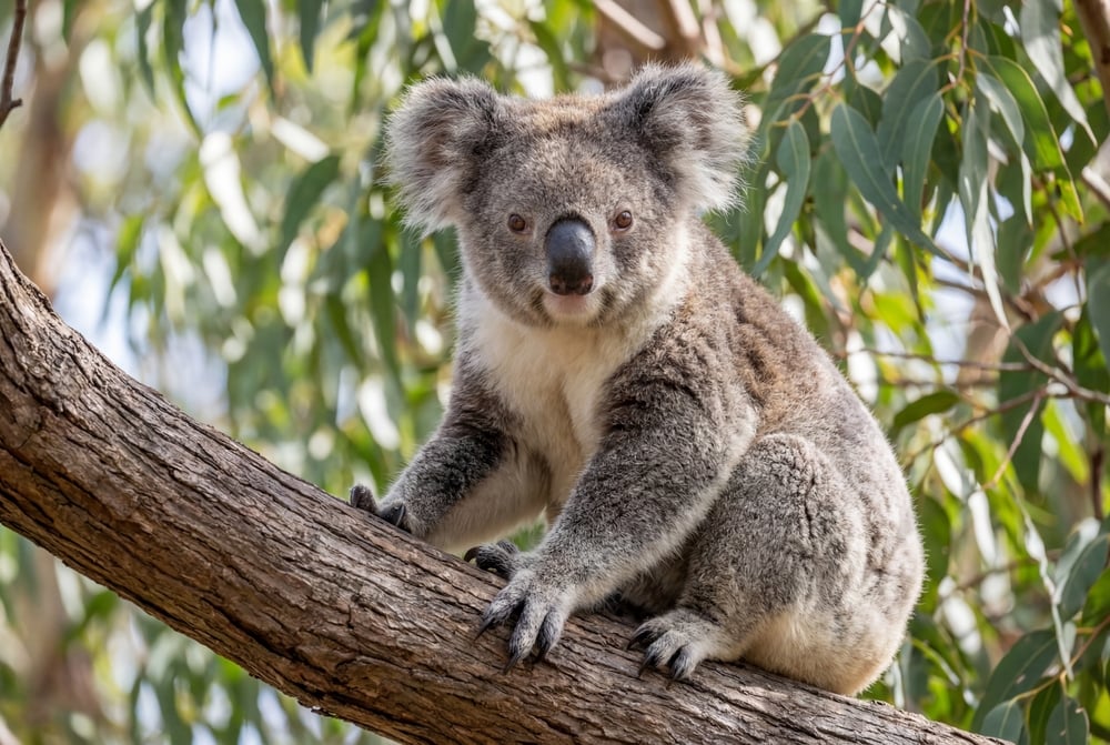 koala