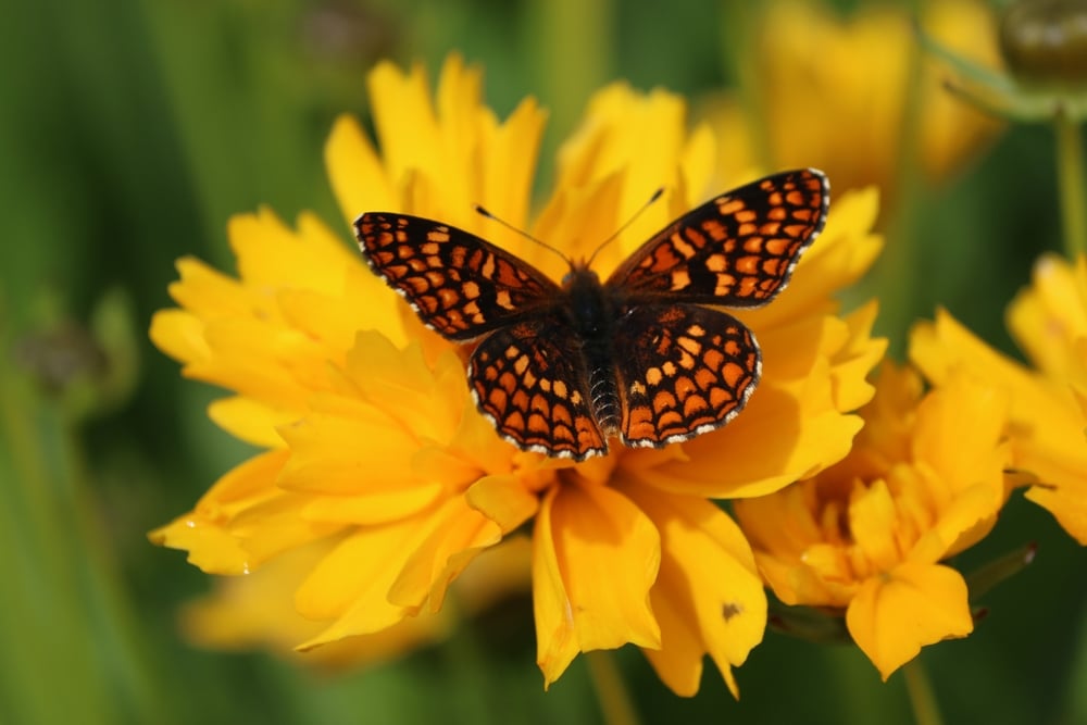 Checker Spot Butterfly Checker Spot Butterfly