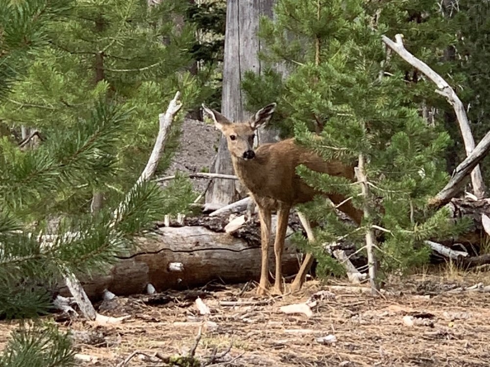 Deer in the woods