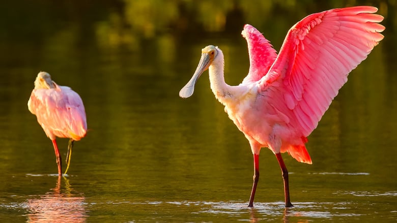 roseate spoonbills