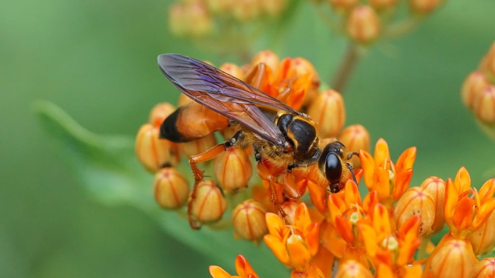 bee on 