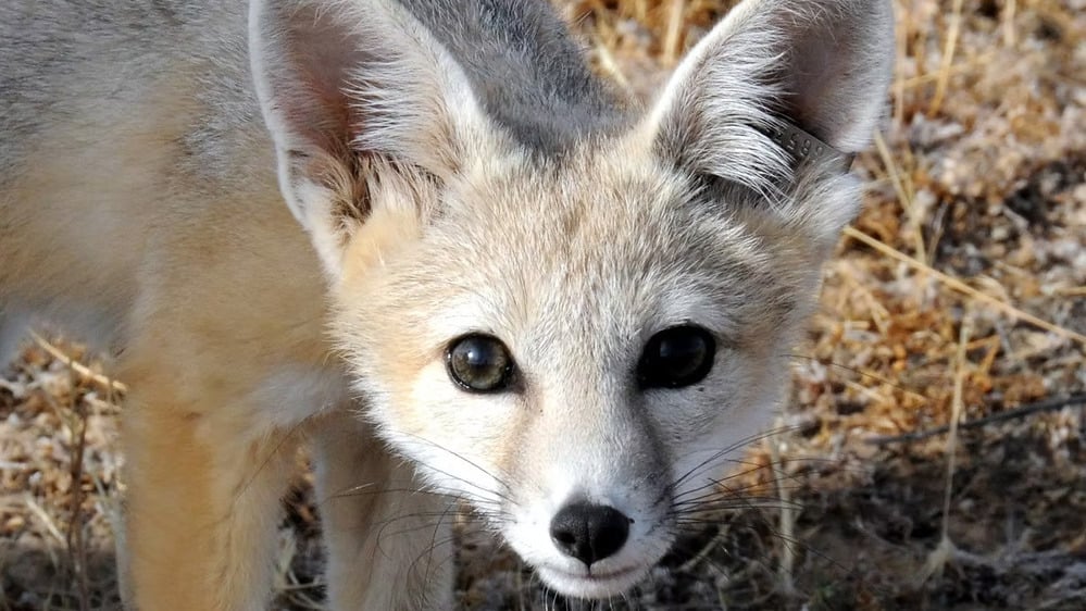 kit fox