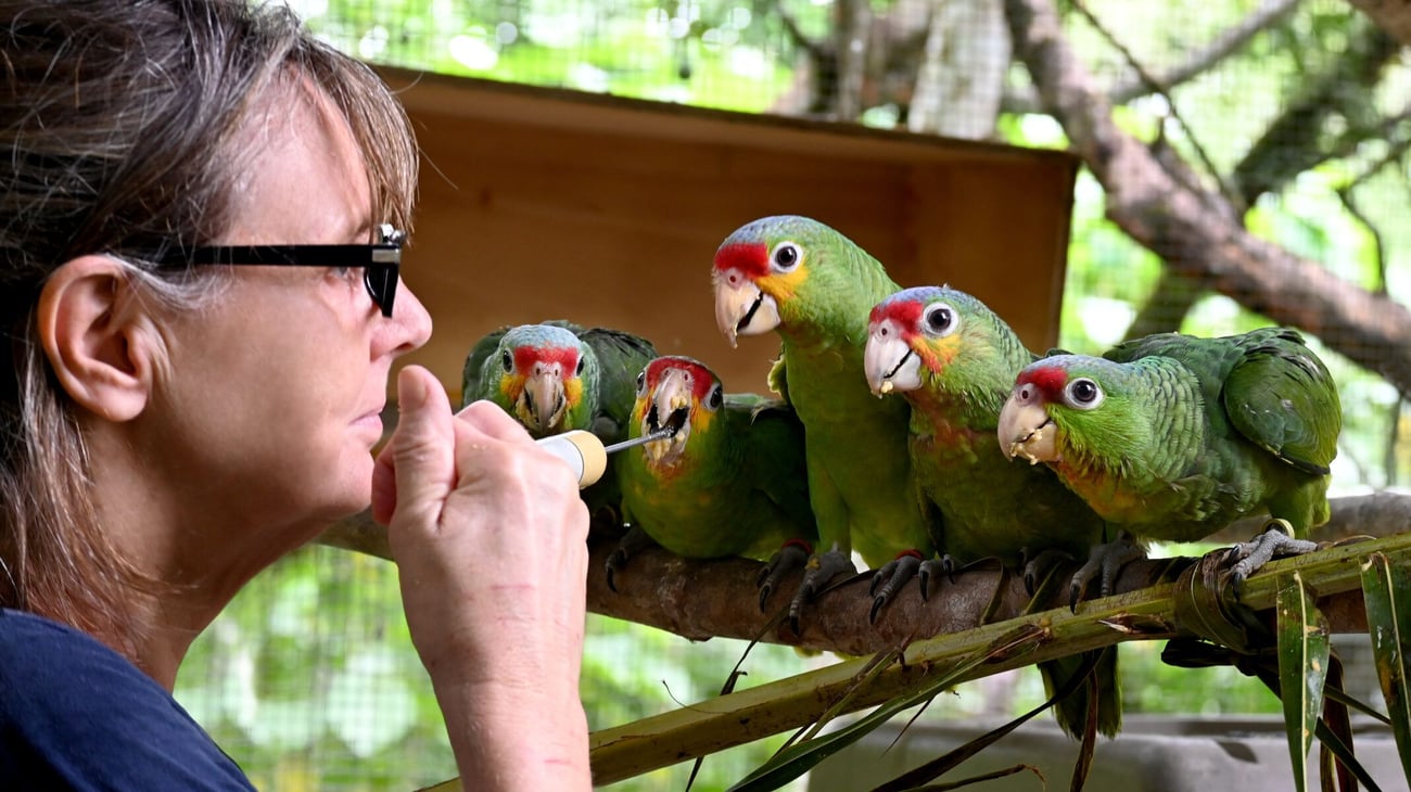 woman feeding parrots woman feeding parrots