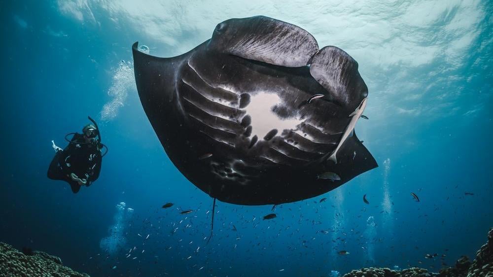 ray-ocean-diver ray-ocean-diver